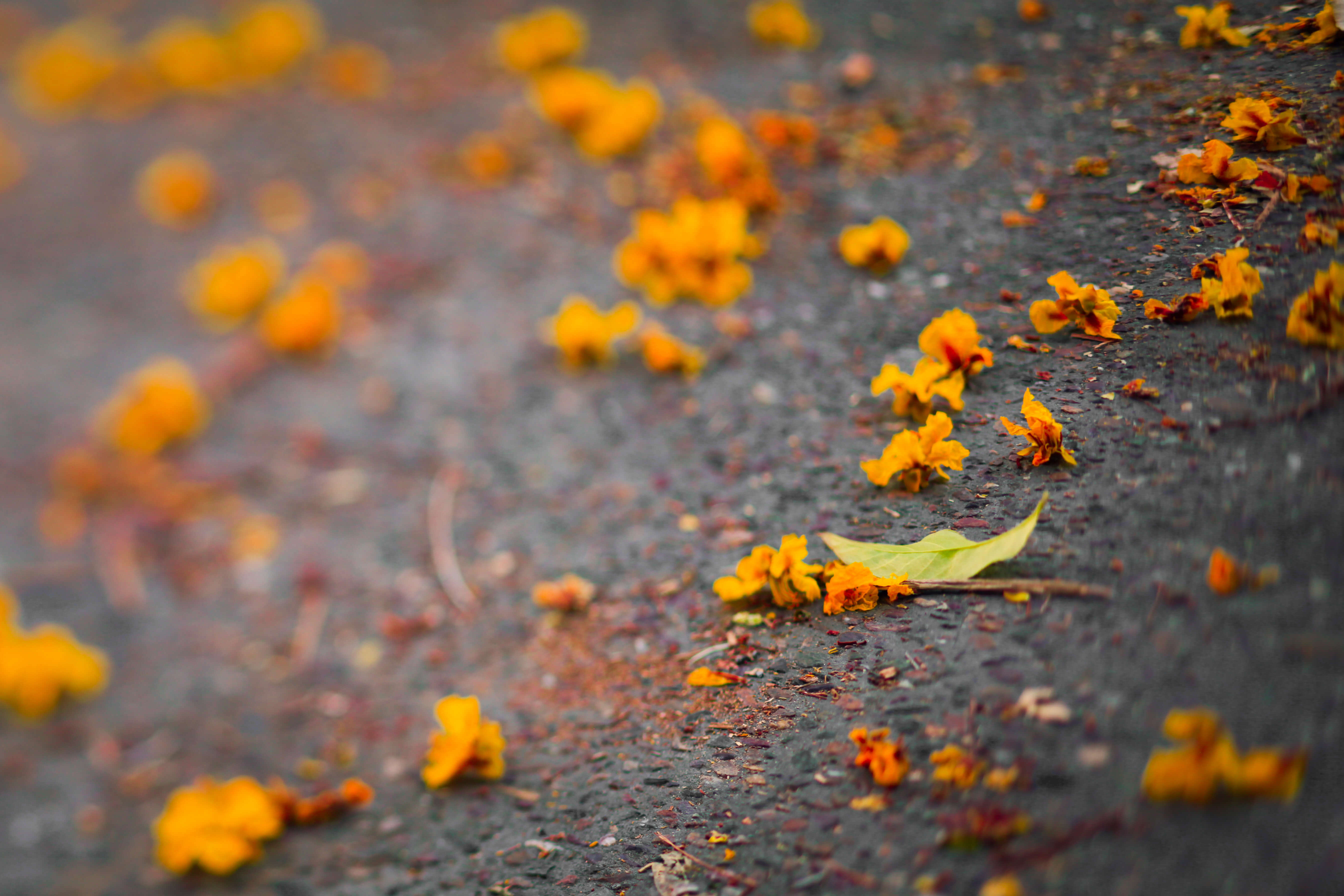 Листья желтые по краям. Оранжевая осень. Желто оранжевая осень. Листья под ногами. Листья желто оранжевые.
